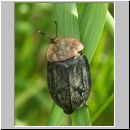 Oiceoptoma thoracica - Rothalsige Silphe 01 10mm.jpg